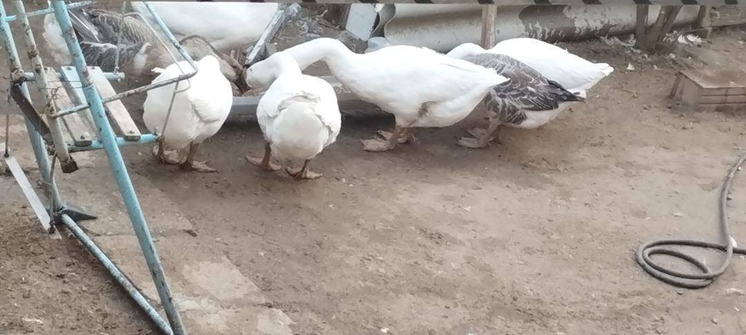 Qazlar — Quşlar, Bakı (2)