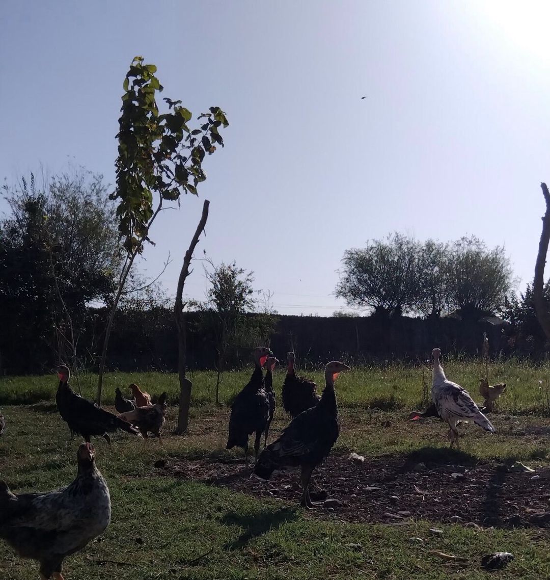 Hinduşka balaları — Quşlar, Salyan (5)