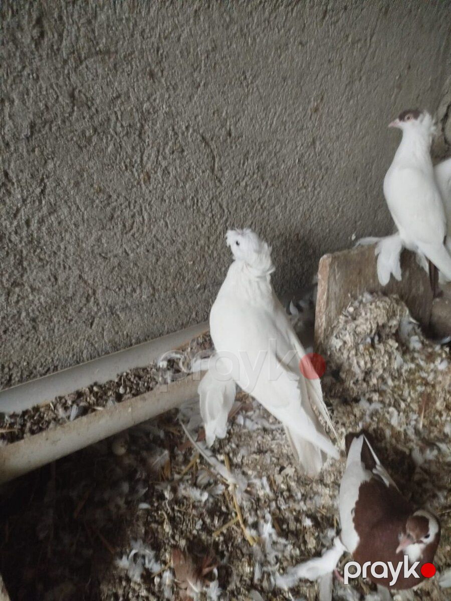 Göyərçin — Quşlar, Şabran (7)
