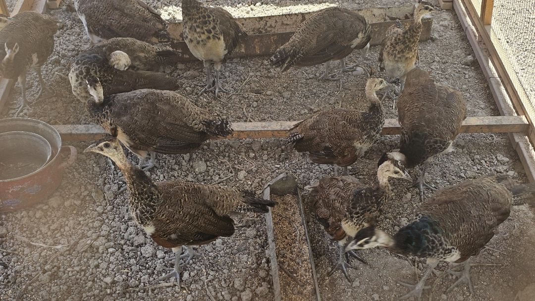 Tovuzquşu — Quşlar, Salyan (2)