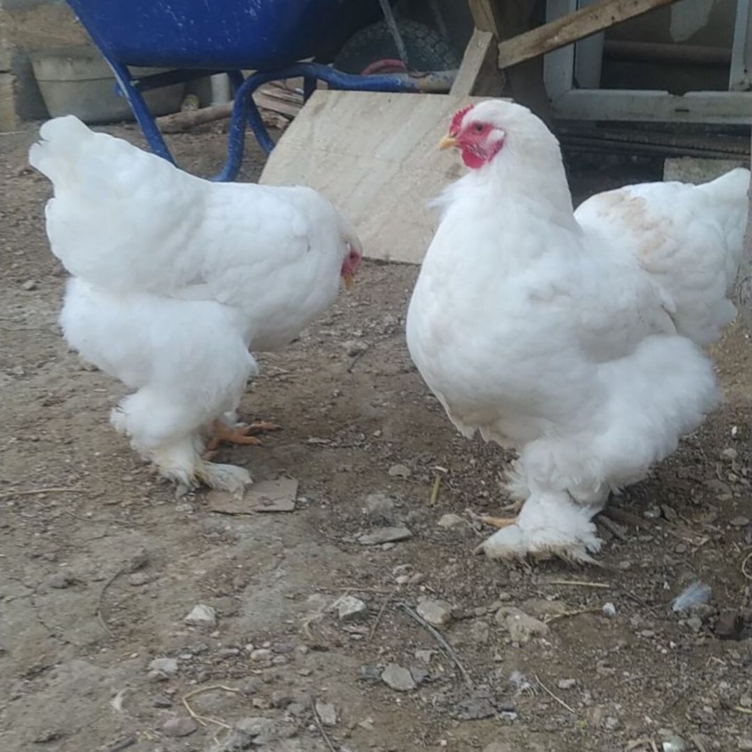 Brama yumurtası — Quşlar, Bakı (3)