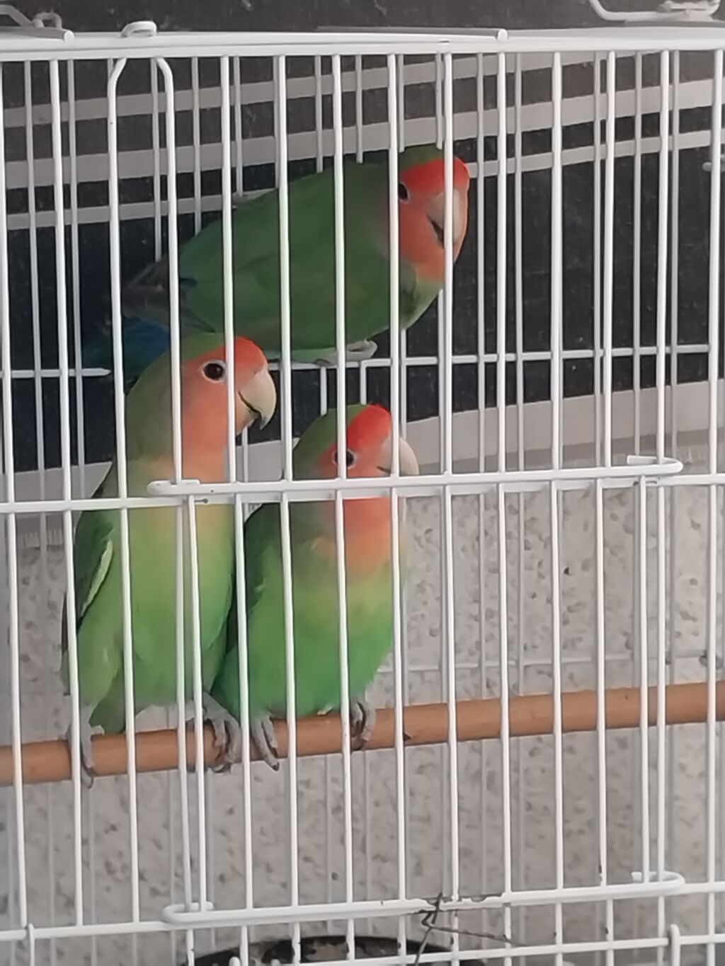 Növ: Agapornis (Sevgi tutuquşusu) – yaşıl bədən, mavi quyruq ucları — Tutyun papağayı, Bakı (2)