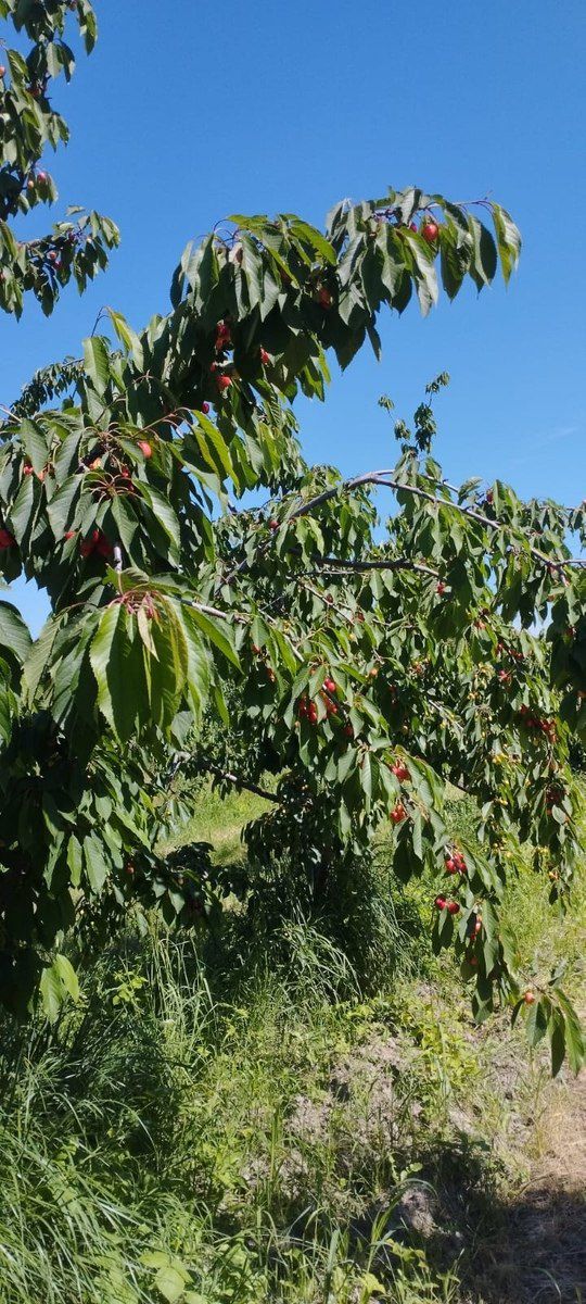 115 sot torpaq sahəsi, Quba r — Torpaq, Quba (5)