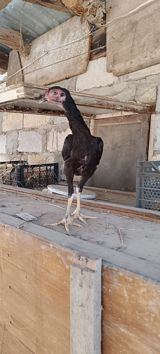 May becesi satilir 3 ay yarimliq. qara das pipik cinsi qani temiz — Quşlar
