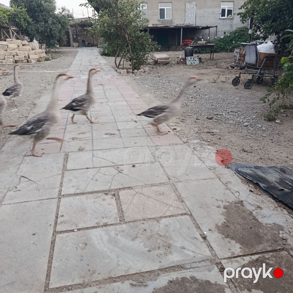 Məhsul: Qaz sürüsü led Təsvir: - Həyət şəraitində saxlanılan sağlam — Digərləri, Mehdiabad (3)