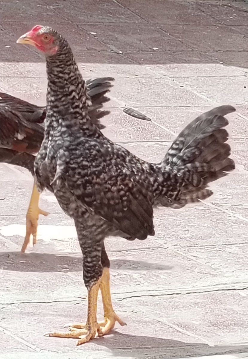 Heyratı xoruz — Quşlar, Bakı (2)