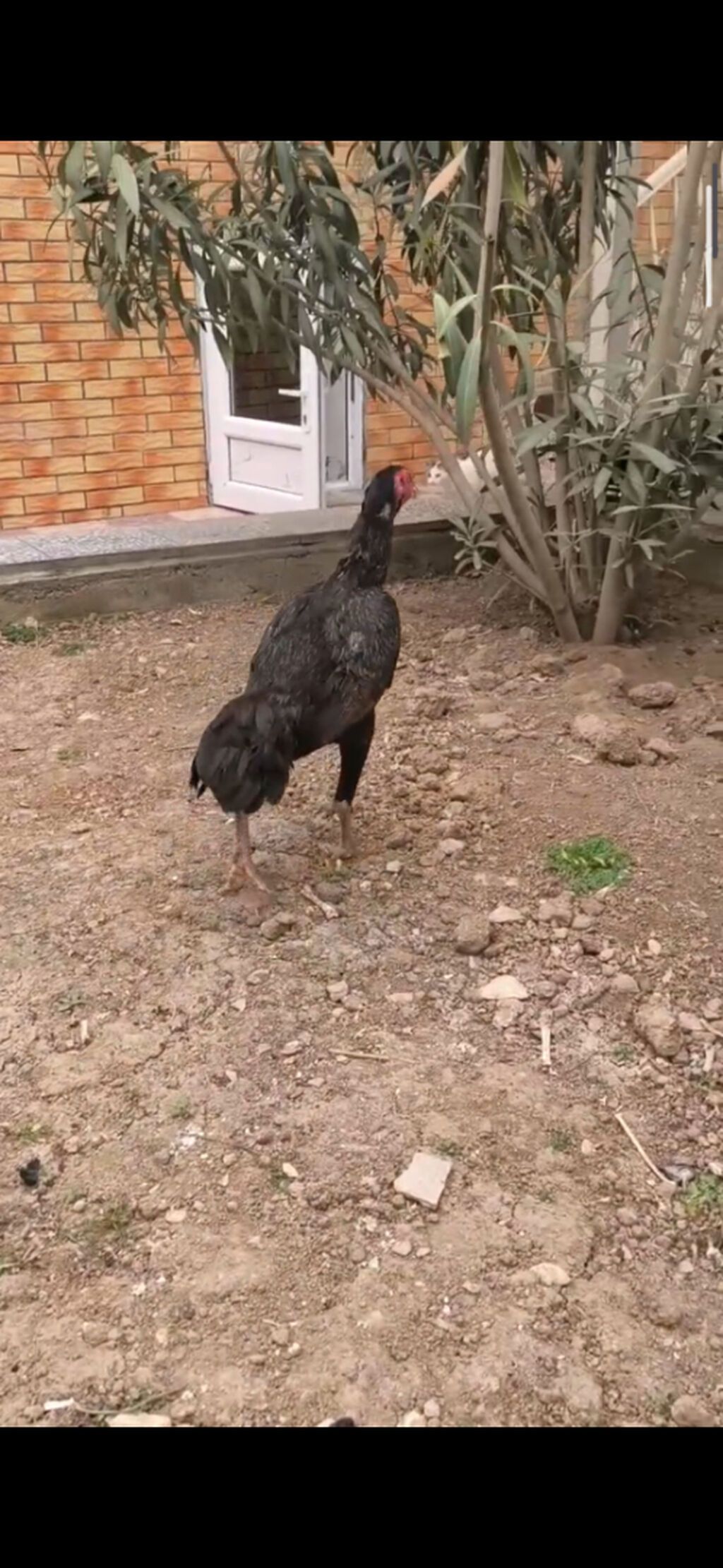 Cücələr şəkildəki xoruz fərəlerin balalardır sarı xoruz saribelerdəndi — Digərləri, Sumqayıt (2)