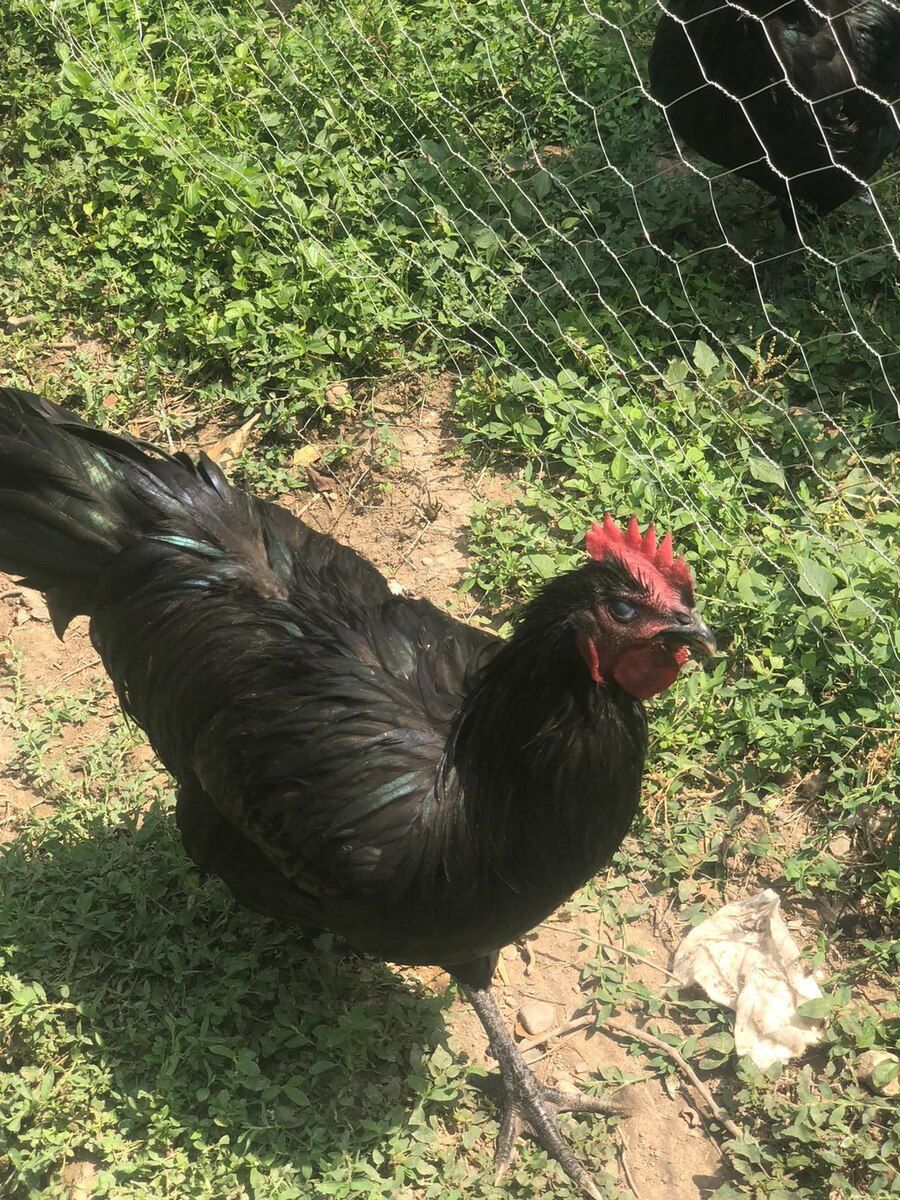 Avstralorp xoruzları — Quşlar, Bakı (5)