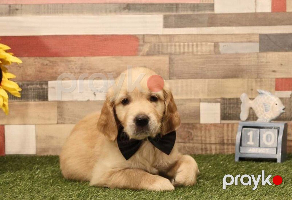 Labrador Retriver — Köpəklər, Bakı (3)
