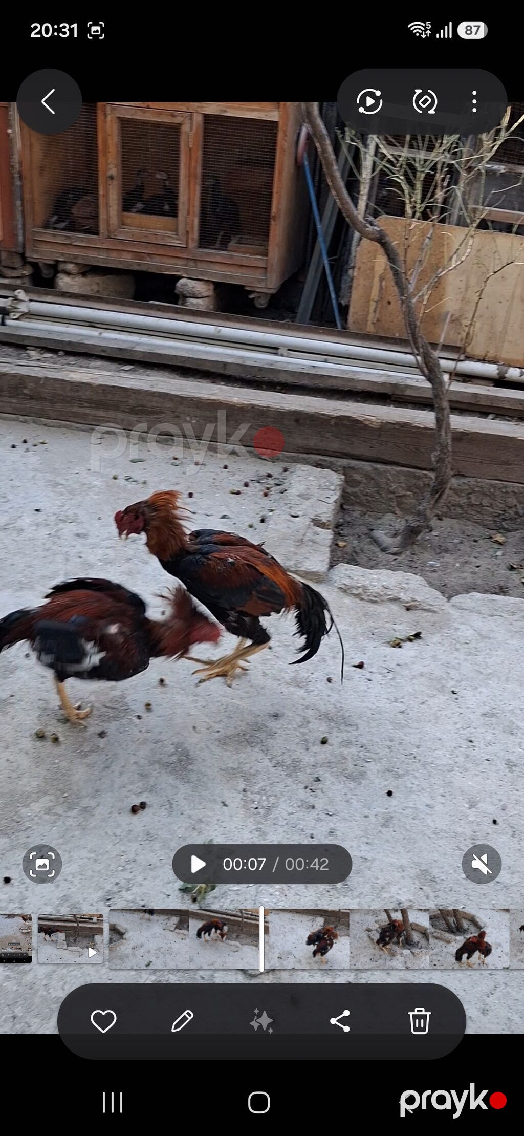 Məhsul: Qırma cins xoruz (idman tipli, uzun ayaqlı) Xüsusiyyətlər — Toyuq və xoruz, Bakı (7)