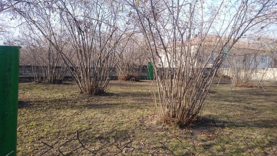Həyət evi, Zaqatala r — Ev, villa, Zaqatala (10)