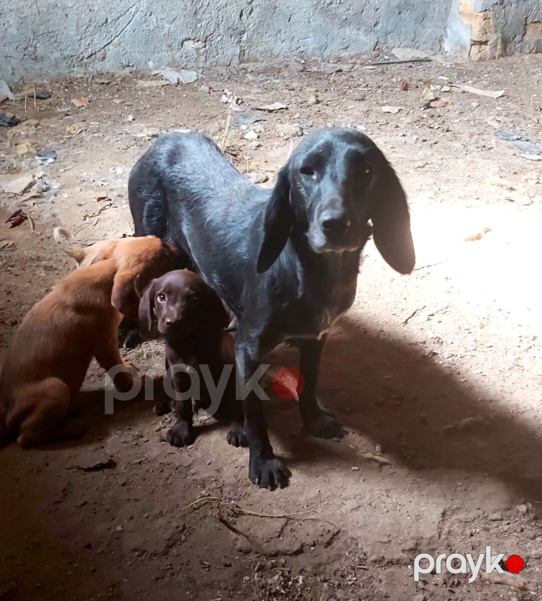 Koker spaniel — Köpəklər, Bakı (3)