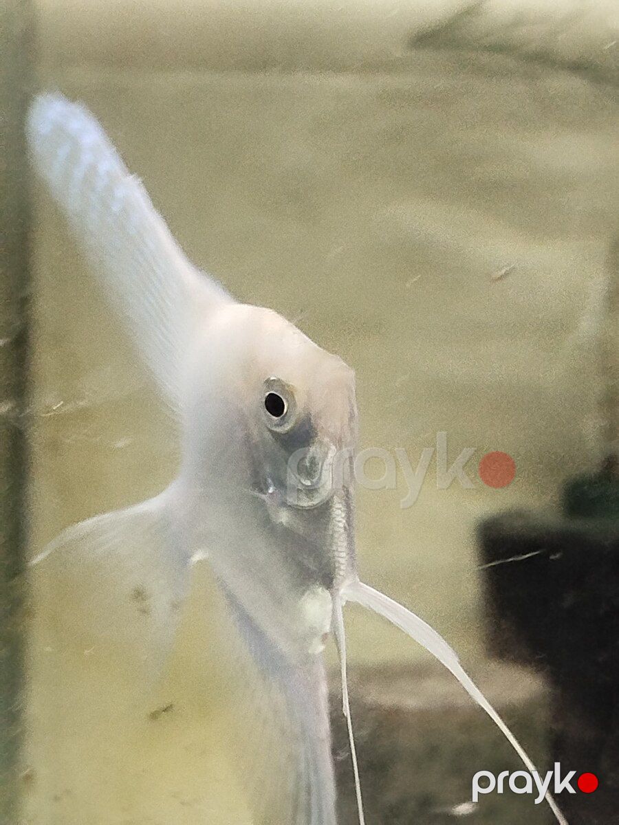 Platin Diamond Valvet — Akvariumlar və balıqlar, Bakı (6)