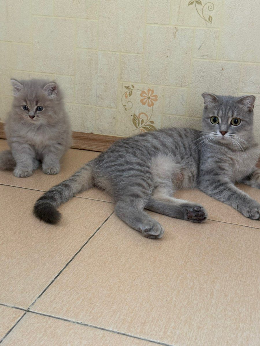 Sibir şotland pişiyi — Pişiklər, Bakı (3)