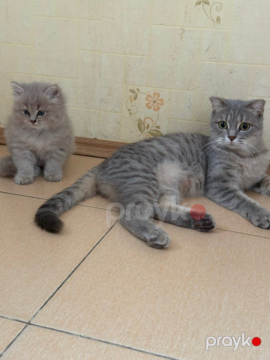 Sibir şotland pişiyi — Pişiklər, Bakı (3)