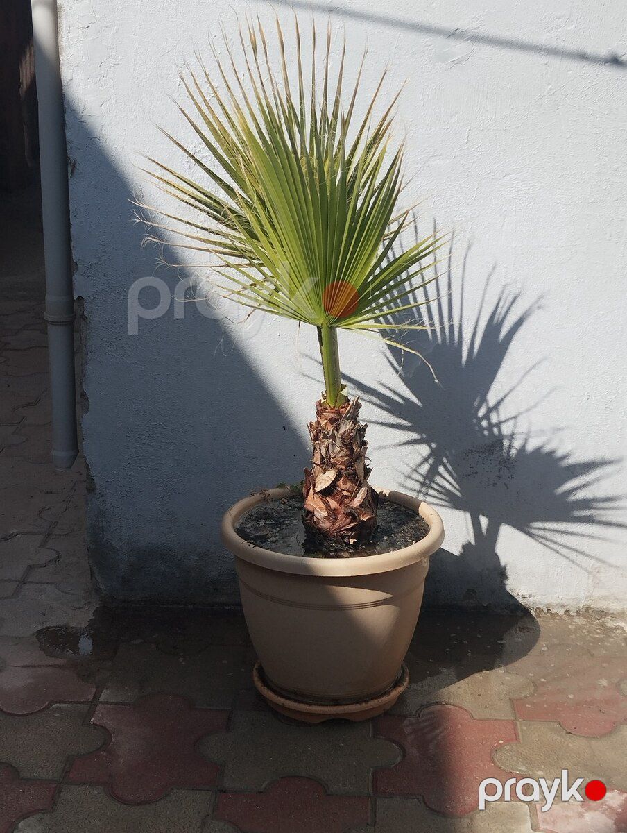 Palma ağacları — Bitkilər, Bakı (5)