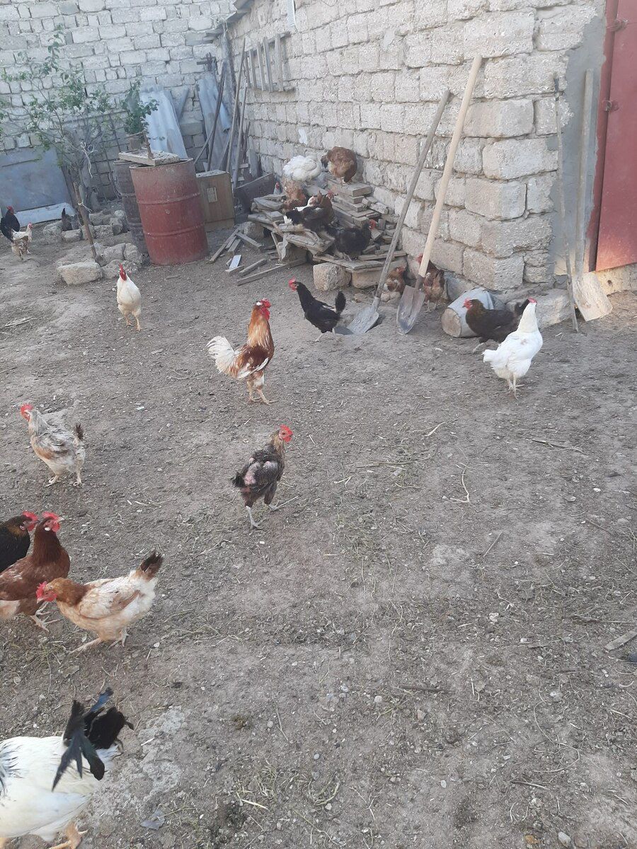 Xoruz və lal ördəklər — Quşlar, Bakı (2)