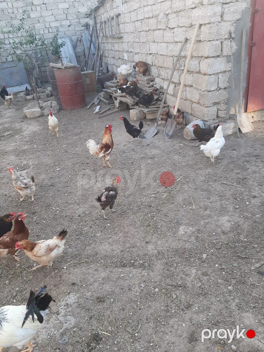 Xoruz və lal ördəklər — Quşlar, Bakı (2)