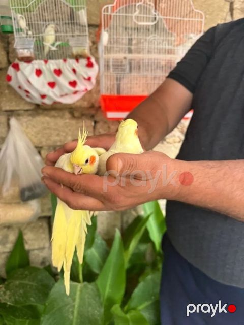 Korella tutuquşu — Bakı