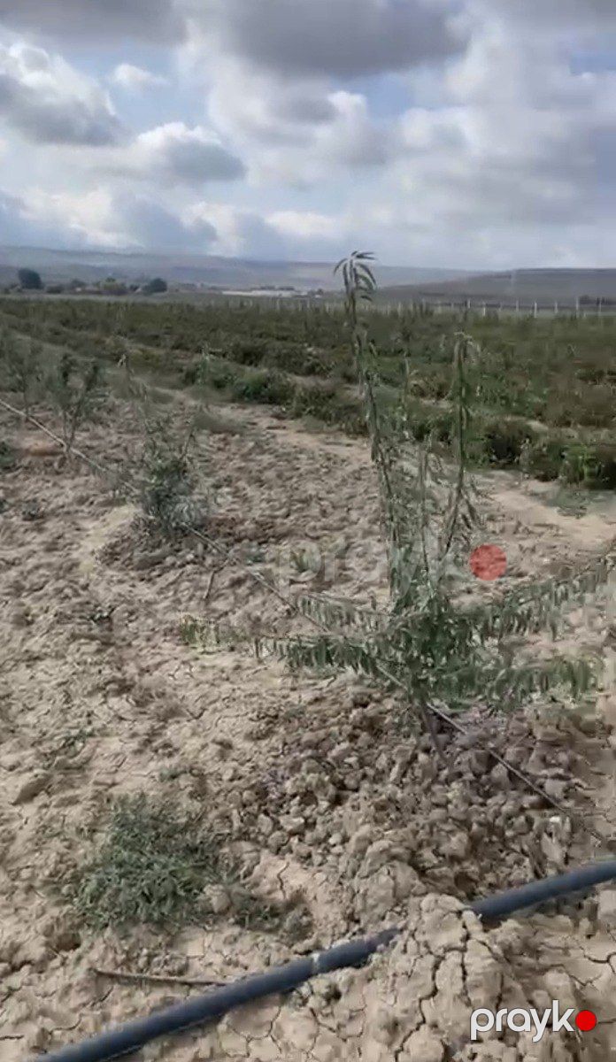 100 sot torpaq sahəsi, Şamaxı r — Torpaq, Şamaxı (9)