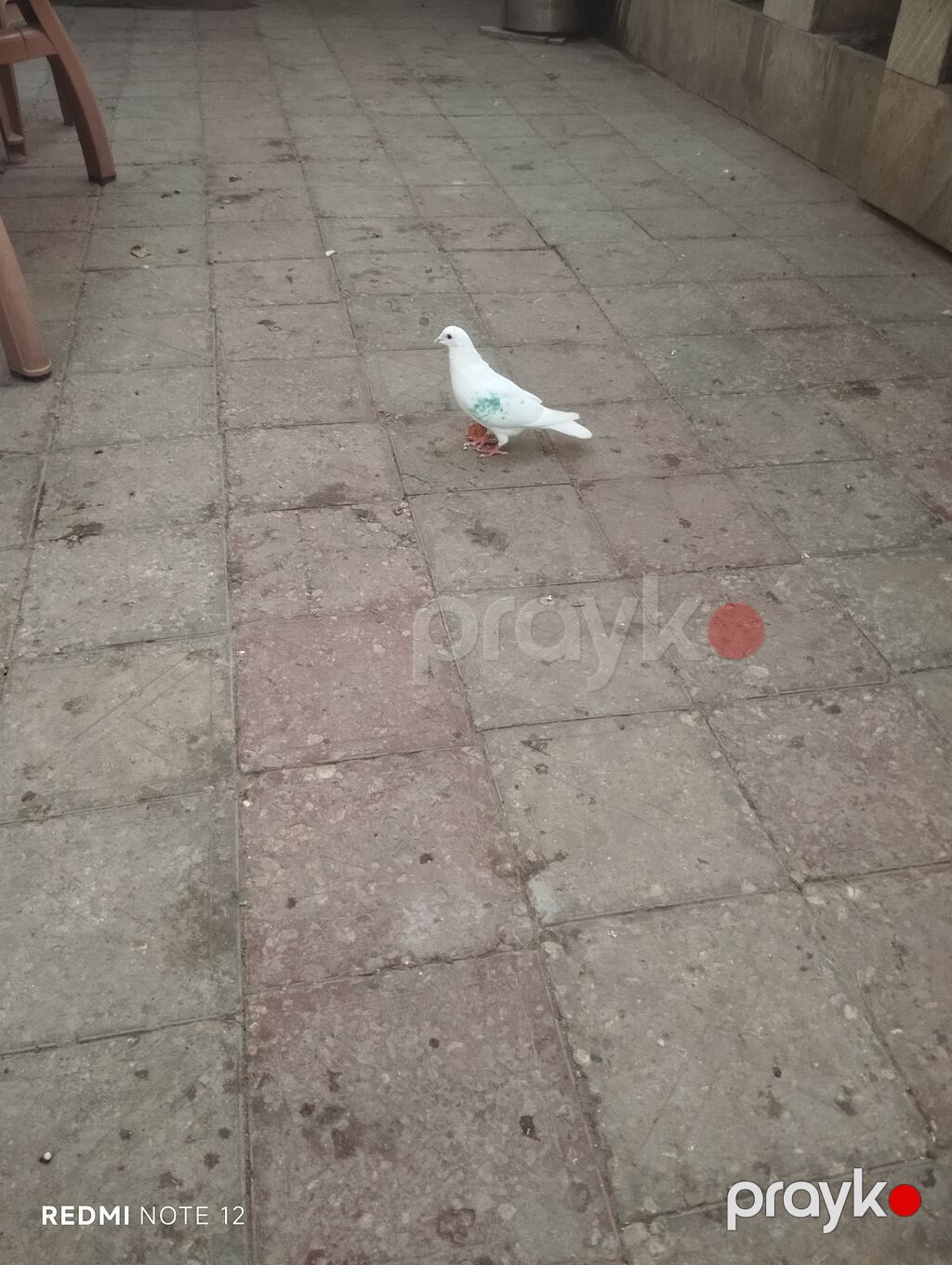 Ağ drakon cavan erkək,kesikde tutulub.Drakon saxlamadiğim üçün — Göyərçin, Digah