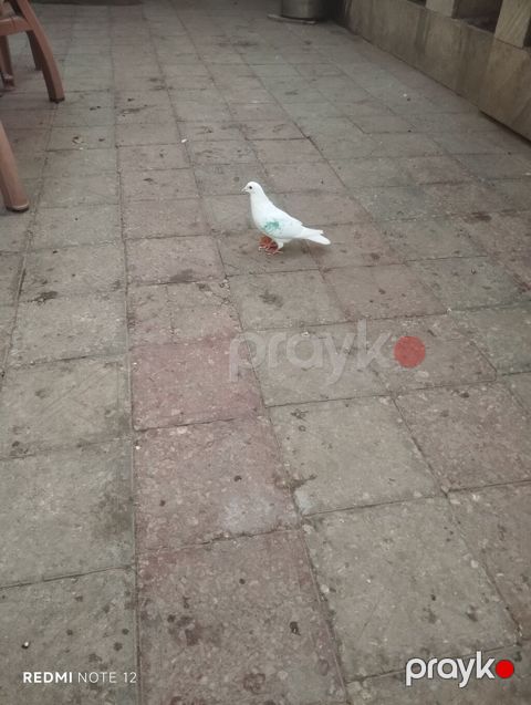 Ağ drakon cavan erkək,kesikde tutulub.Drakon saxlamadiğim üçün — Digah