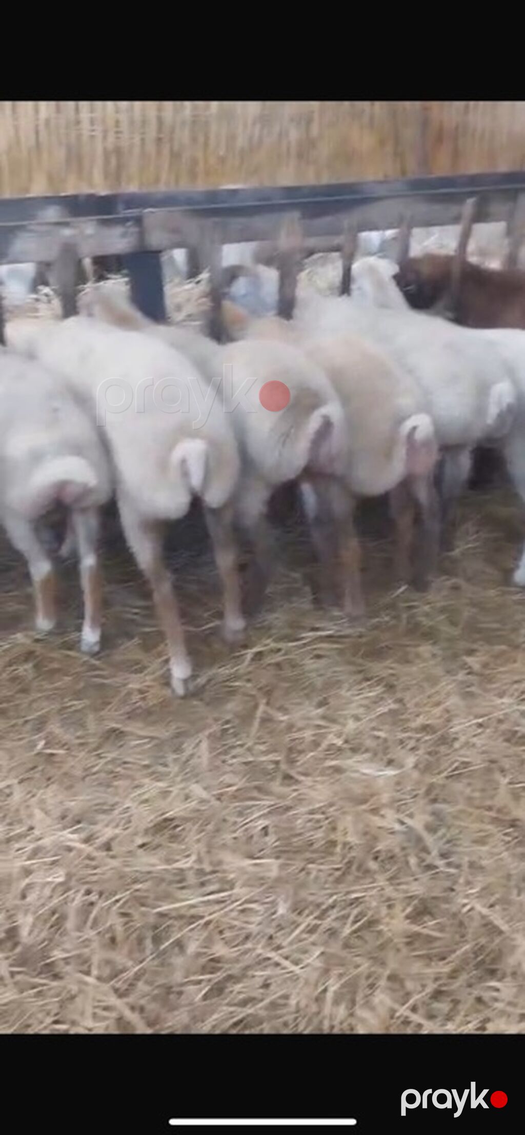 60 dene var isdyen nomreni vatcapına yazsin video atm 0557112258 — Kənd təsərrüfatı heyvanları, Bakı (4)