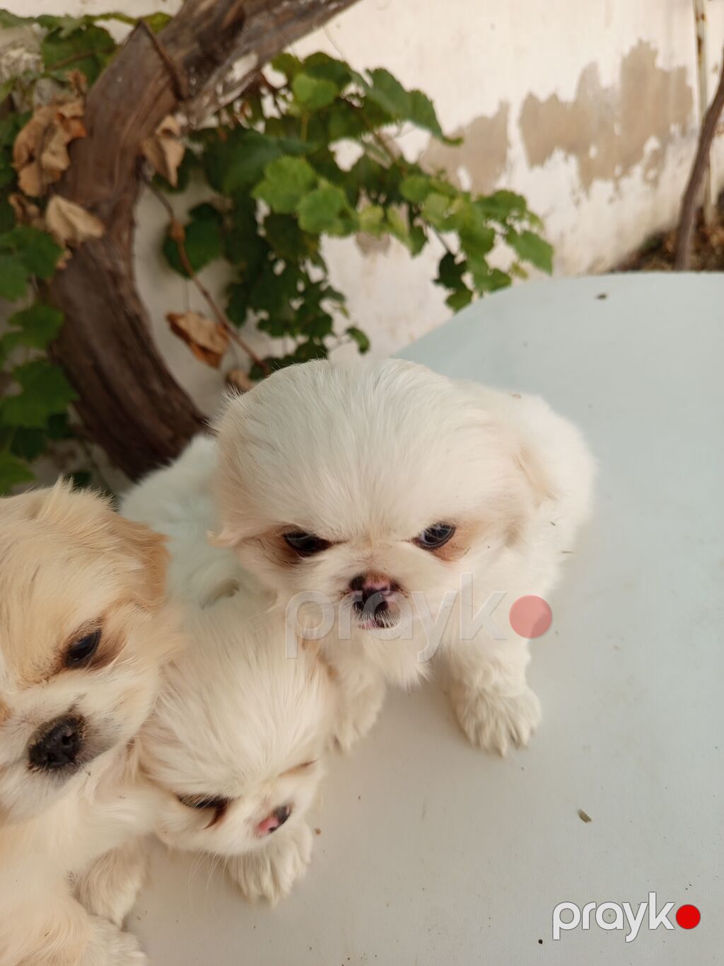 45 günlük Pekines balaları gısa burun təmiz cins iki erkek bir — Köpəklər, Bakı (2)