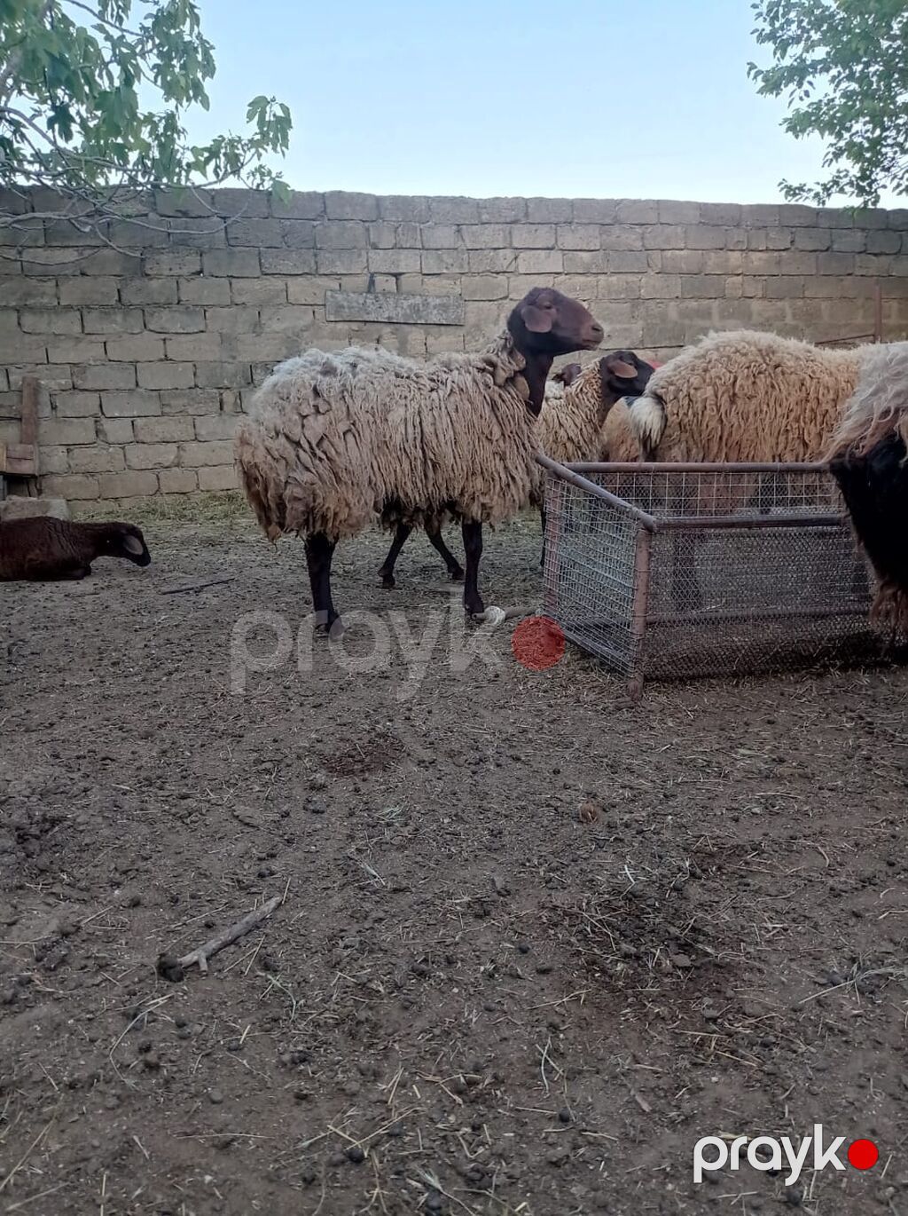 Qoyun sürüsü – yerli ətlik-yunlu tip - Növ: yerli xallı/qaradolaq — Kənd təsərrüfatı heyvanları, Fatmayı (5)