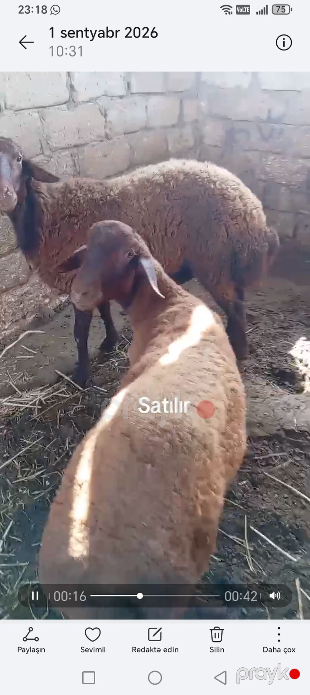 6 ayliq erkekdi — Kənd təsərrüfatı heyvanları, Bakı (4)