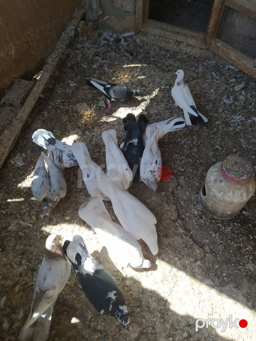 Göyərçinlər — Quşlar, Bakı (7)