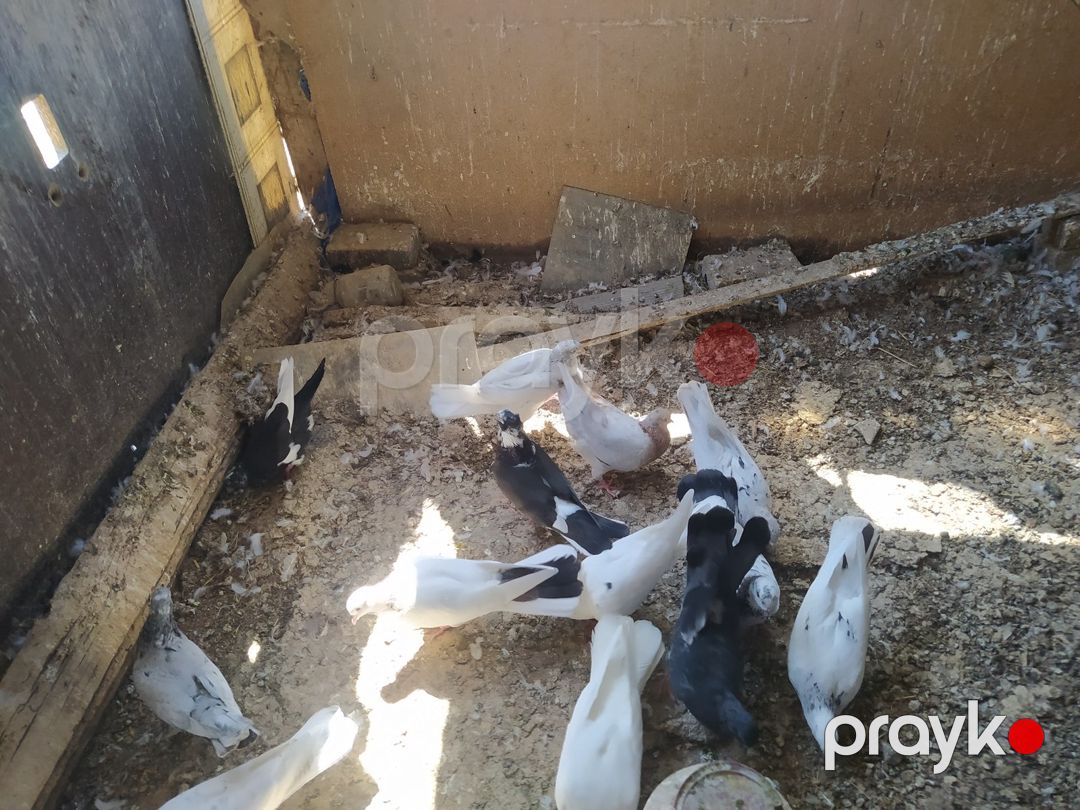 Göyərçinlər — Quşlar, Bakı (3)