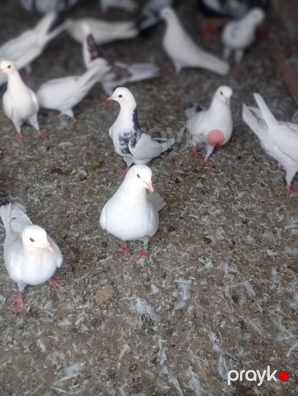 Heyvanlar tergizilir uçuşlu seçme heyvanlardı qiymətlər 20m 100 m kimi — Göyərçin, Xırdalan (3)