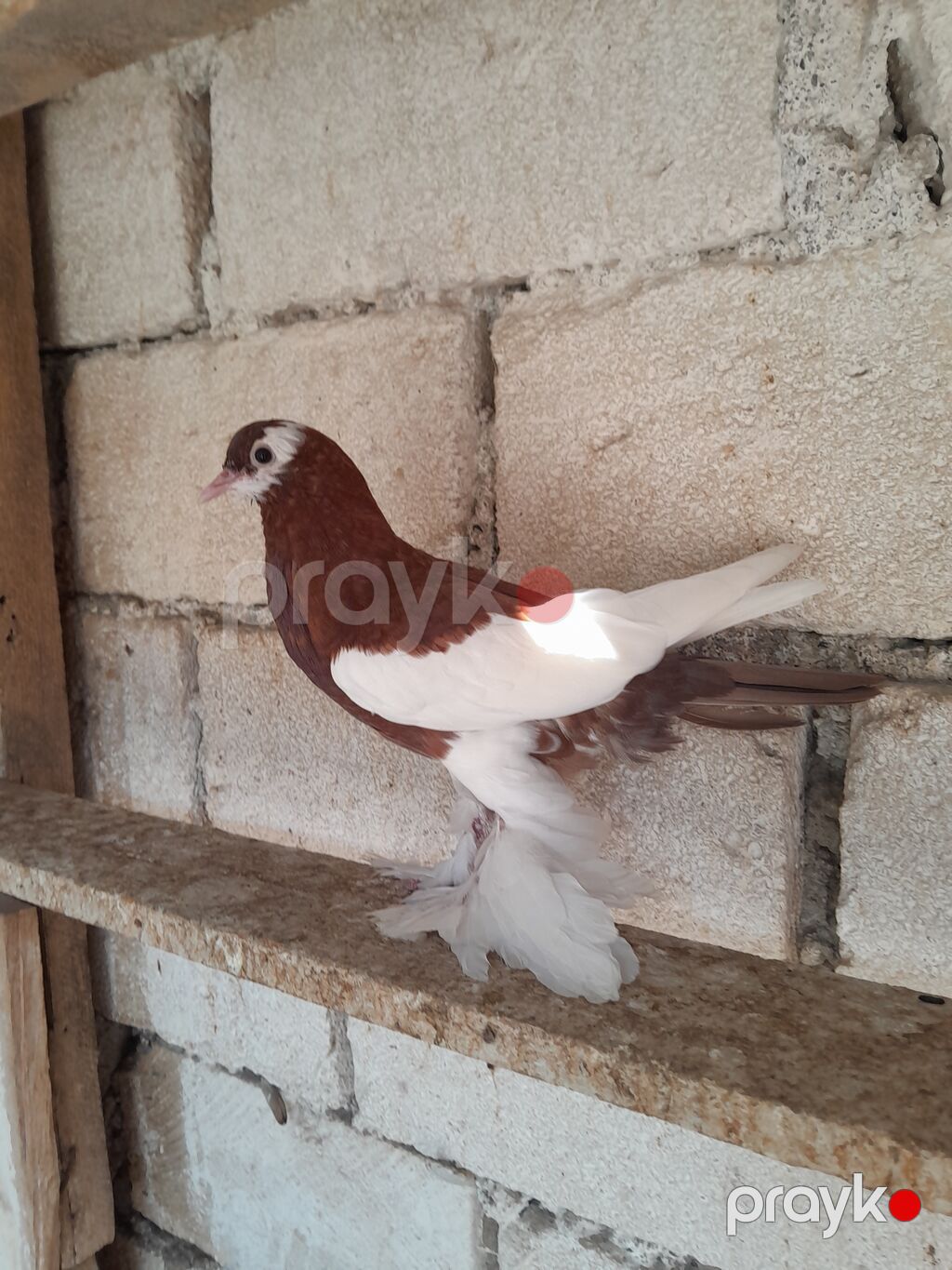 Salam olsun her kese Dutu kevendi yeni yeni qizir mayadi keven — Göyərçin, Bərdə (2)