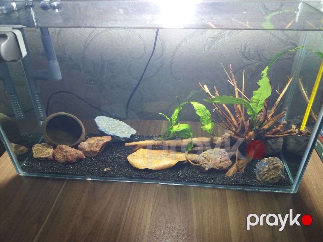Masaüstü akvarium — Akvariumlar və balıqlar, Xırdalan