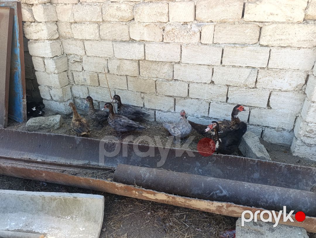 Lal ördəklər — Quşlar, Bakı (3)