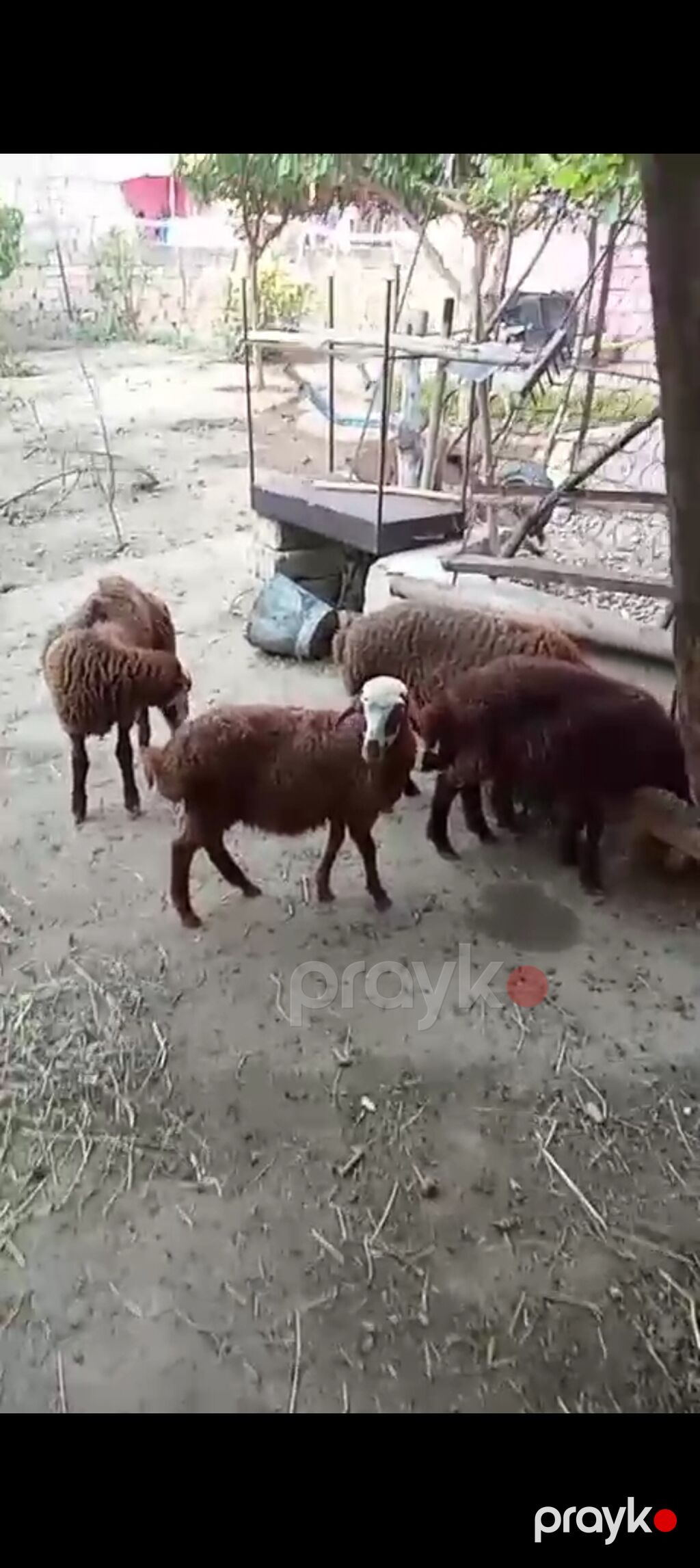 Dişi, Qala, il: 1, Damazlıq — Kənd təsərrüfatı heyvanları, Xırdalan (4)