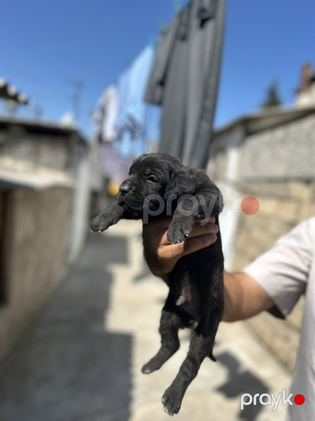 Kane-Korso, 1 ay, Erkək, Peyvəndli — Köpəklər, Bakı