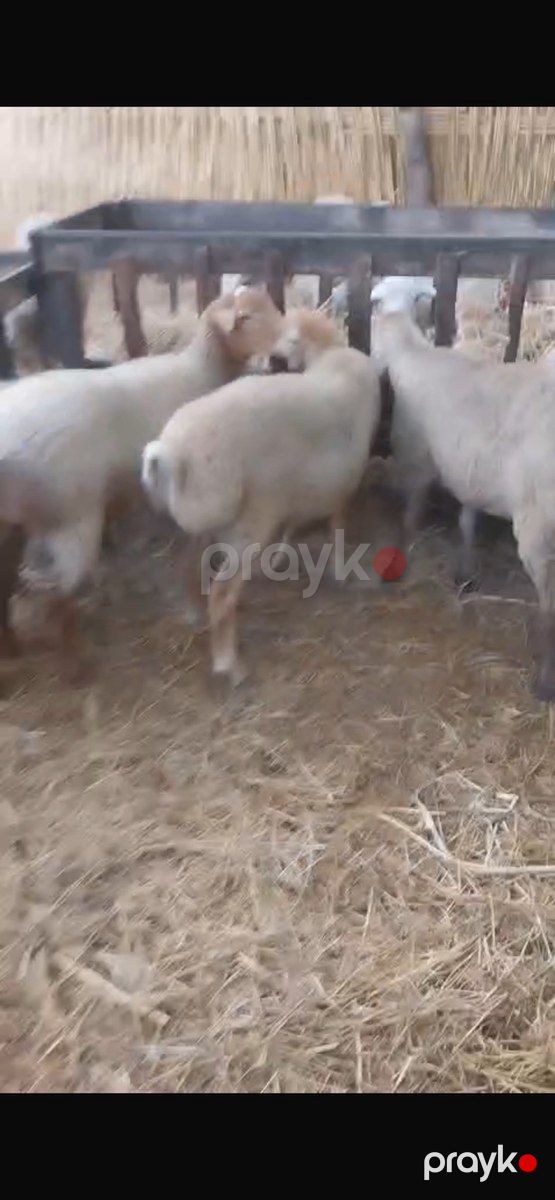 Quzular — Kənd təsərrüfatı heyvanları, İmişli (3)