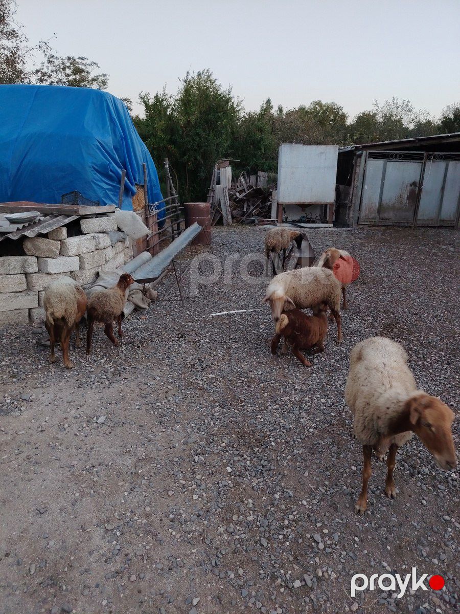 Qoyunlar — Kənd təsərrüfatı heyvanları, Xaçmaz (2)