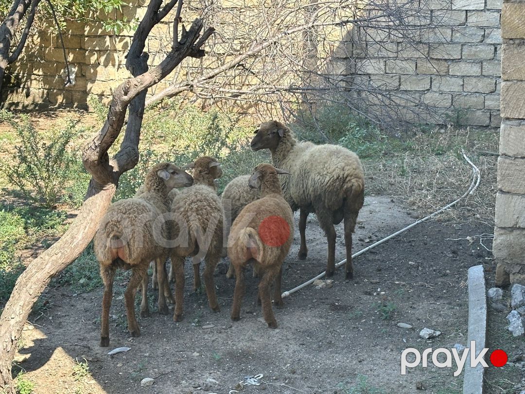 Qarabağ qoyunları — Kənd təsərrüfatı heyvanları, Bakı (4)
