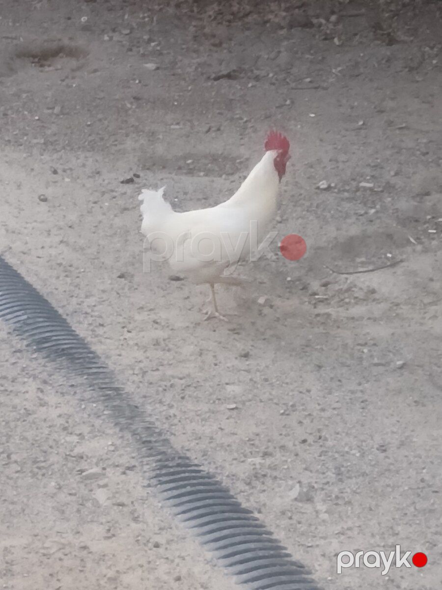 Xoruzlar — Quşlar, Bakı (11)