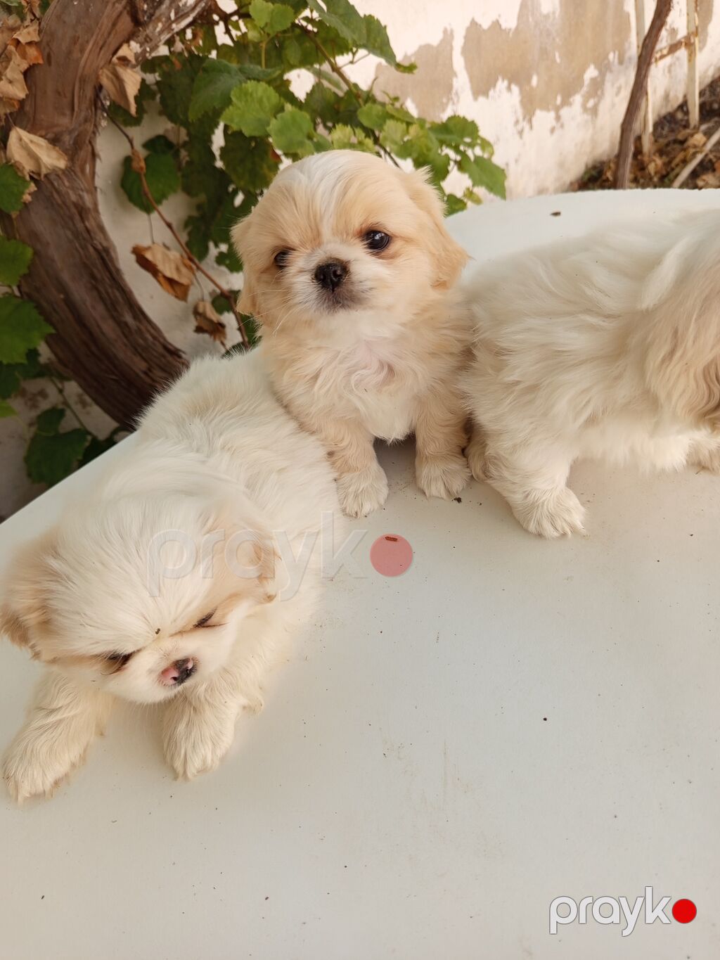 45 günlük Pekines balaları gısa burun təmiz cins iki erkek bir — Köpəklər, Bakı (4)
