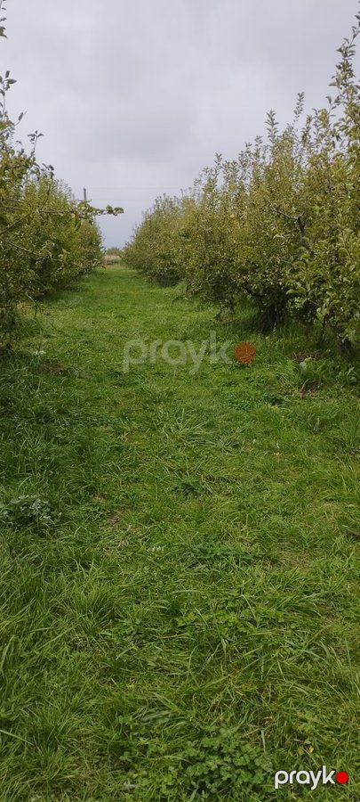 Torpaq sahəsi, 115 sot, Bağ təyinatlı, Kupçalı, Quba r. Pasaoba kəndi — Torpaq, Abşeron (8)