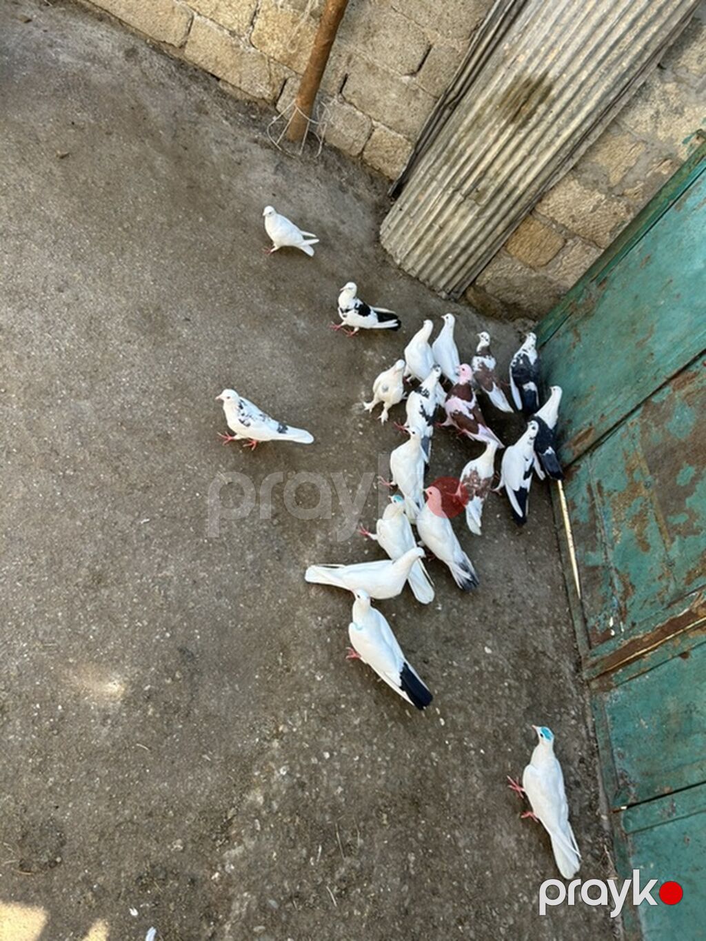 Salam 19 qusdu hamsi saglam qusdardi — Göyərçin, Bakı (3)