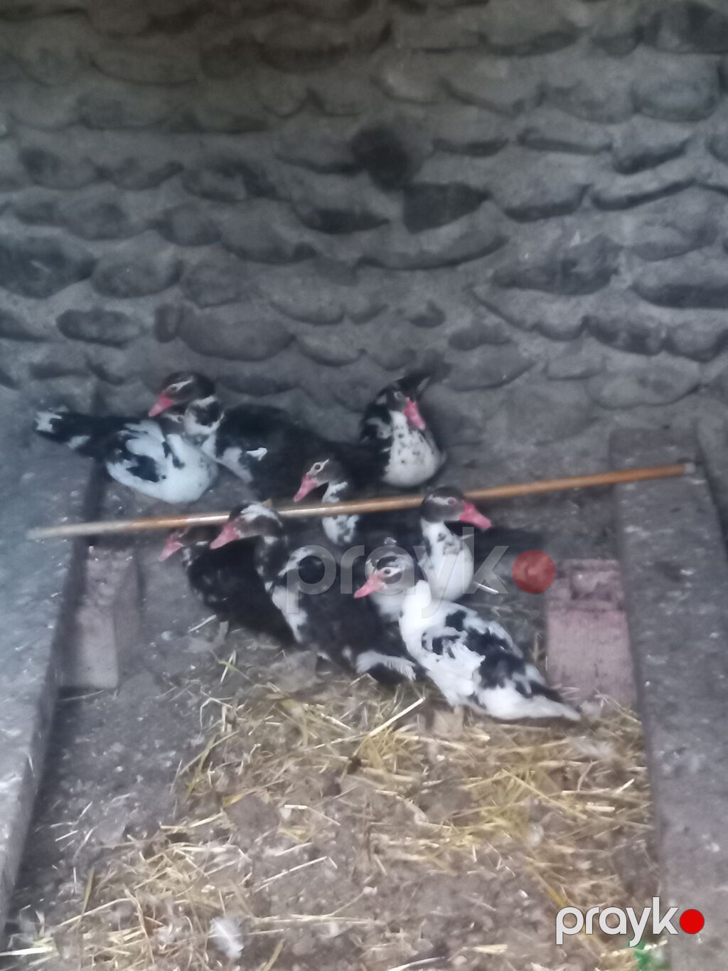 Muscovy ördəkləri (qara-ağ ləkəli) - Növ: Muscovy (hind ördəyi) — Digərləri, Gəncə