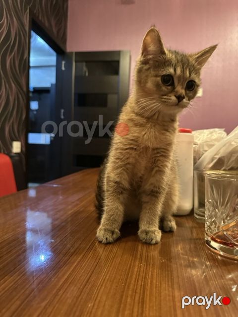 Yaxşı əllərə — Masazır