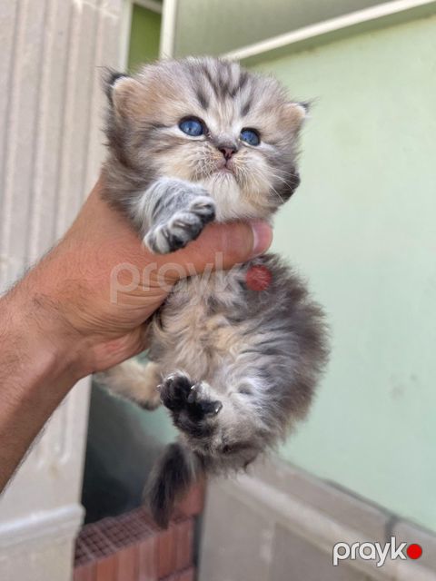 Şinşila pişik balası — Bakı