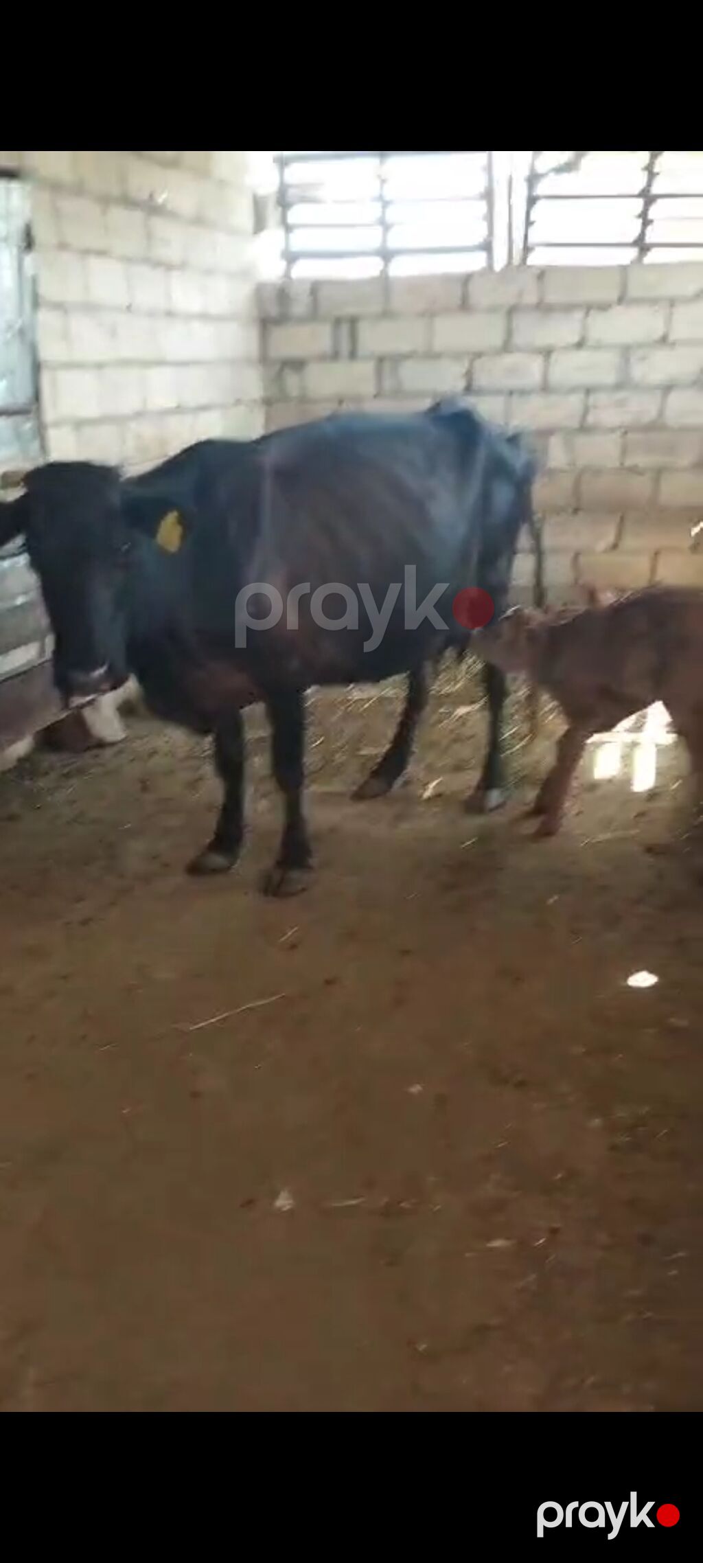 Salam, balalı inək satılır, bala suni mayalanmadan olub, 05.09.2026-da — Kənd təsərrüfatı heyvanları, İmişli (2)