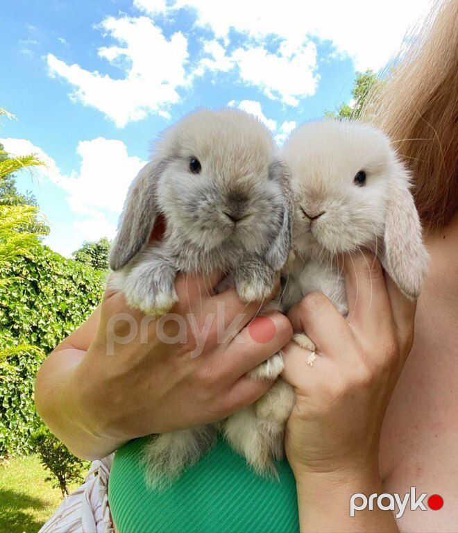 Mini lop dovşan — Dovşanlar, Xırdalan (6)